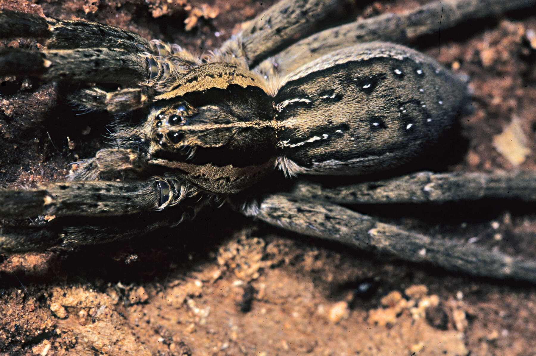 Image of Anoteropsis hilaris (L. Koch 1877)