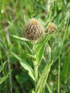 Centaurea nervosa Willd. resmi