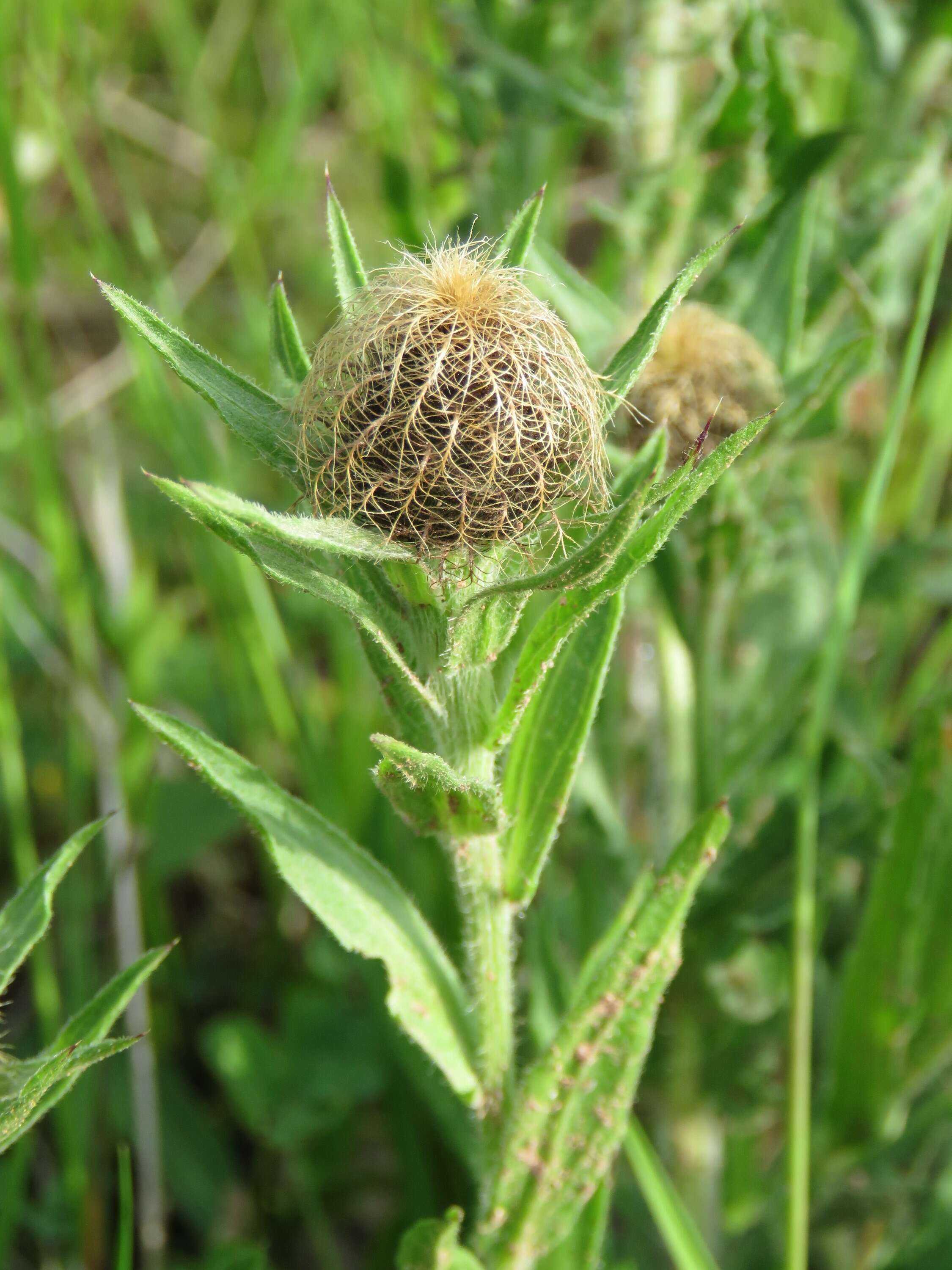 Centaurea nervosa Willd. resmi