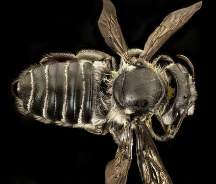 Image of Hoary Leaf-cutter Bee