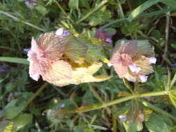 Image of purple archangel