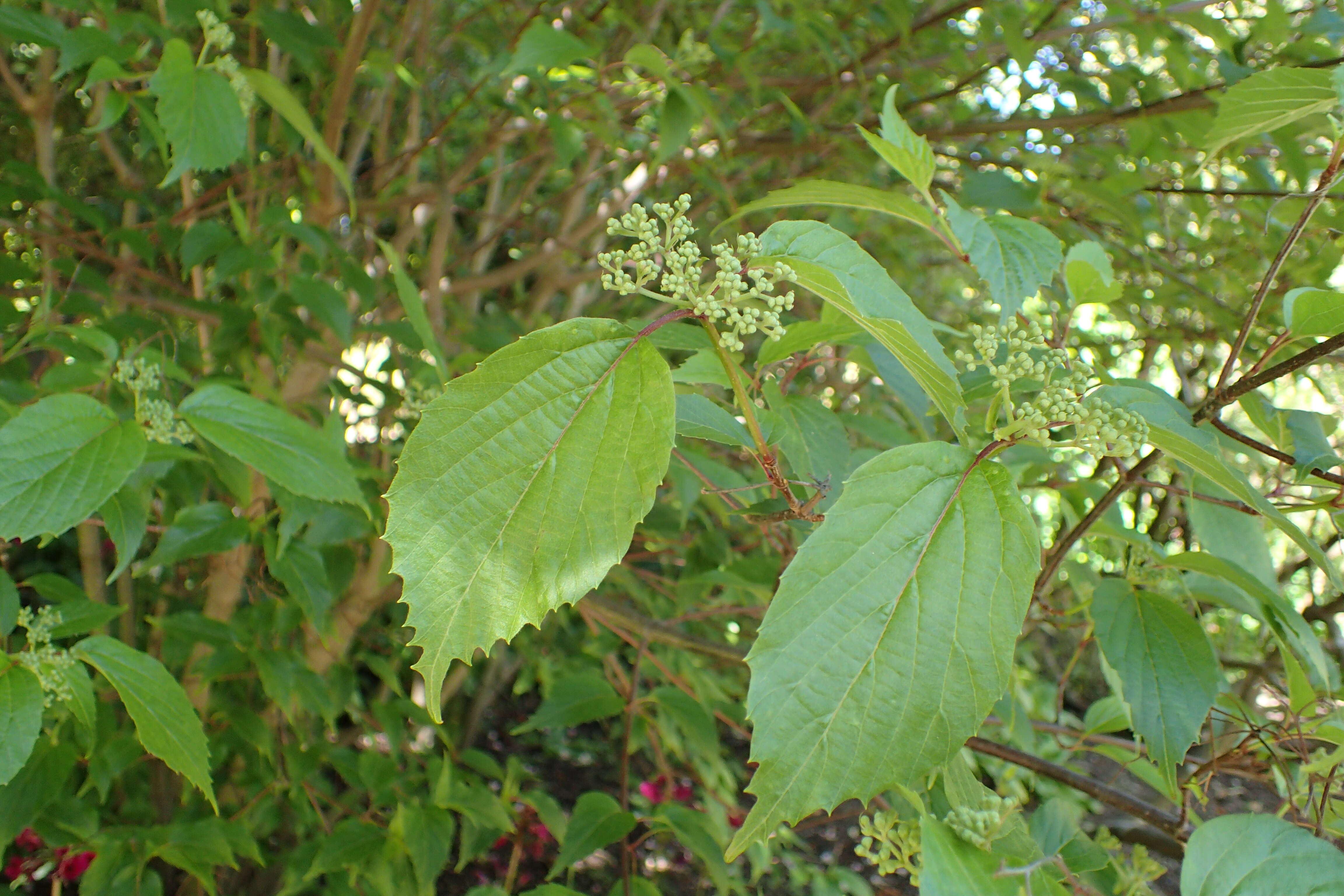 Image of Reddish viburnum