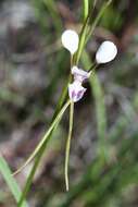 Image de Diuris oporina D. L. Jones