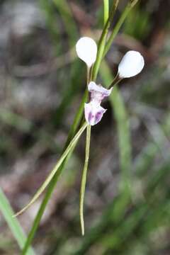 Image of Autumn donkey orchid