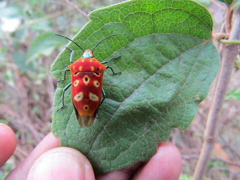 Image of Cantao ocellatus