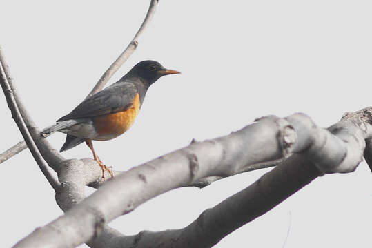 Image of Black-breasted Thrush