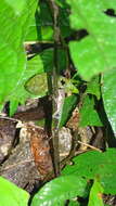 Image of Anolis apletophallus Köhler & Sunyer 2008