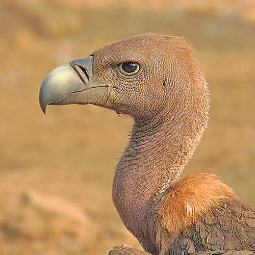 Image of Asian White-backed Vulture