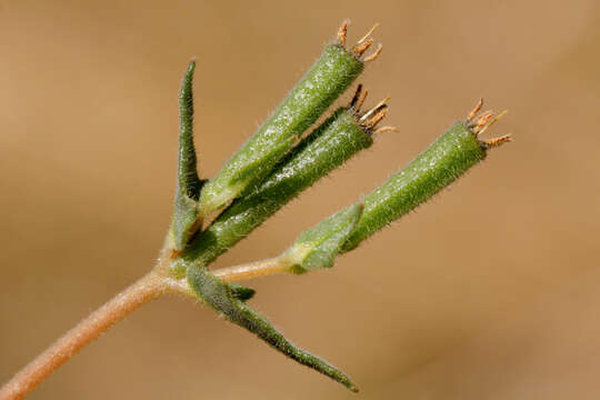 Image of variegated-bract blazingstar