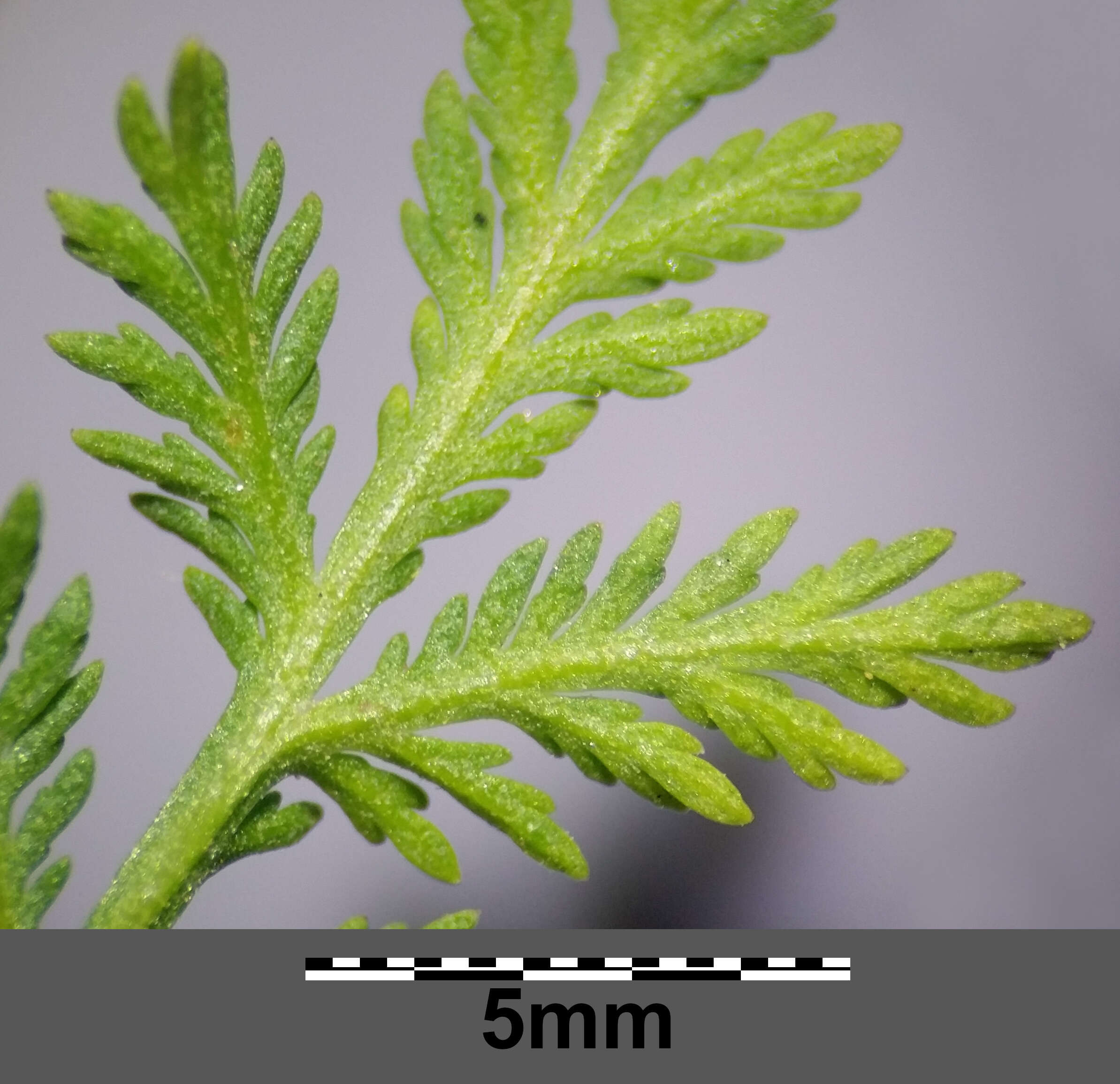 Image of sweet sagewort