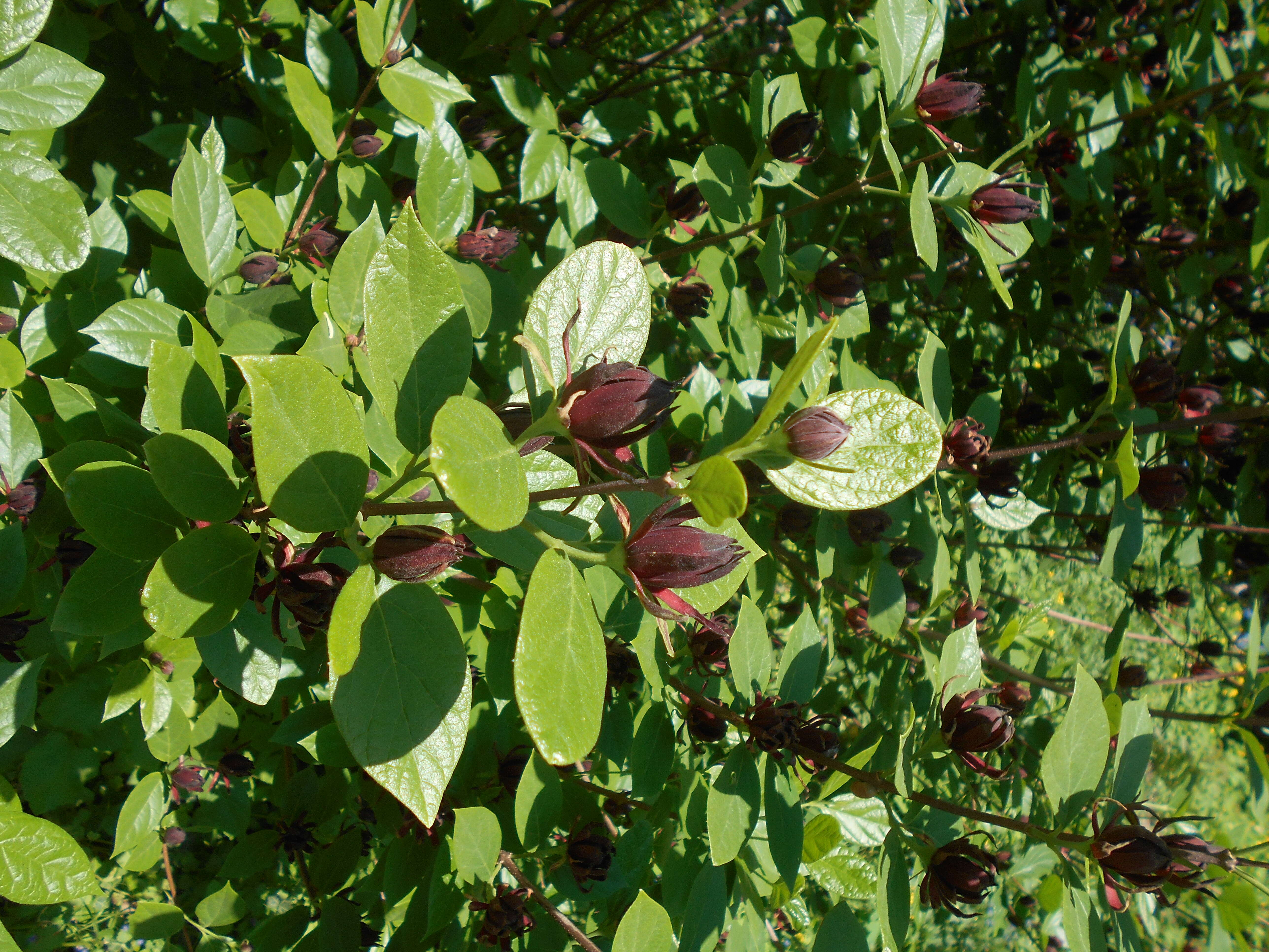 Image de Calycanthus floridus L.