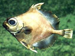Image of False boarfish