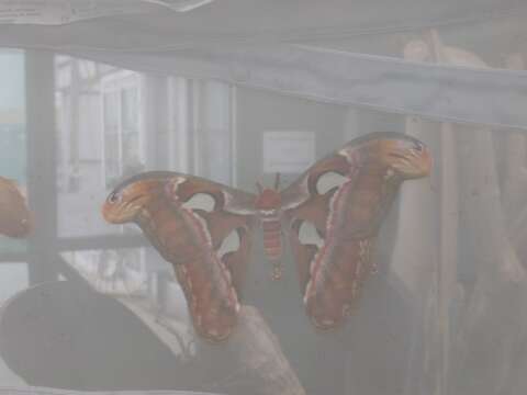 Image of atlas moth