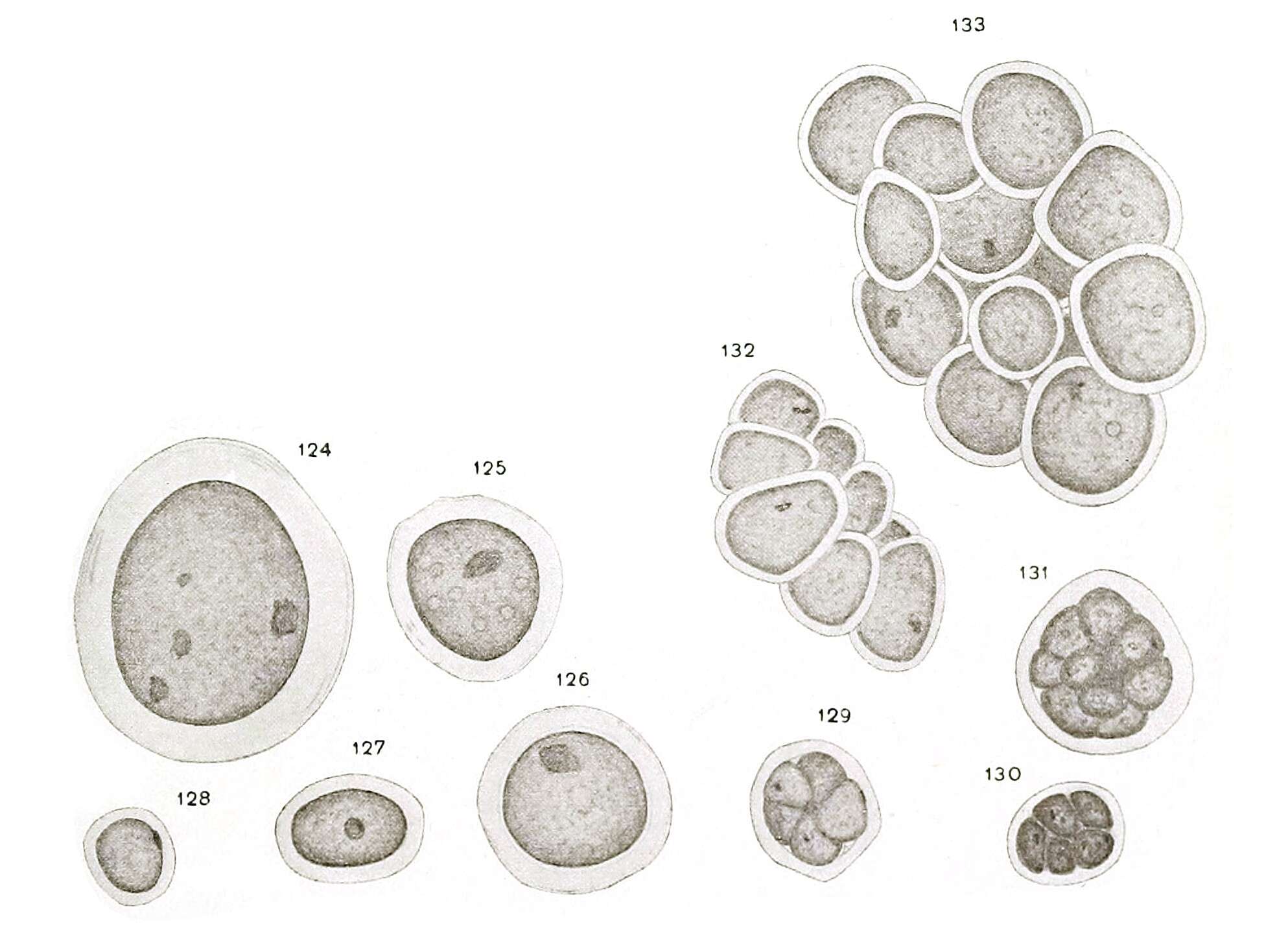 Image of Chlorella M. Beijerinck 1890