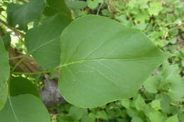 Image of Common Lilac