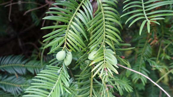 Plancia ëd Cephalotaxus harringtonii (Knight ex J. Forbes) K. Koch