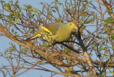 Image of Sumba Green Pigeon