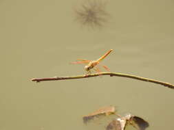 Image of Brachythemis Brauer 1868