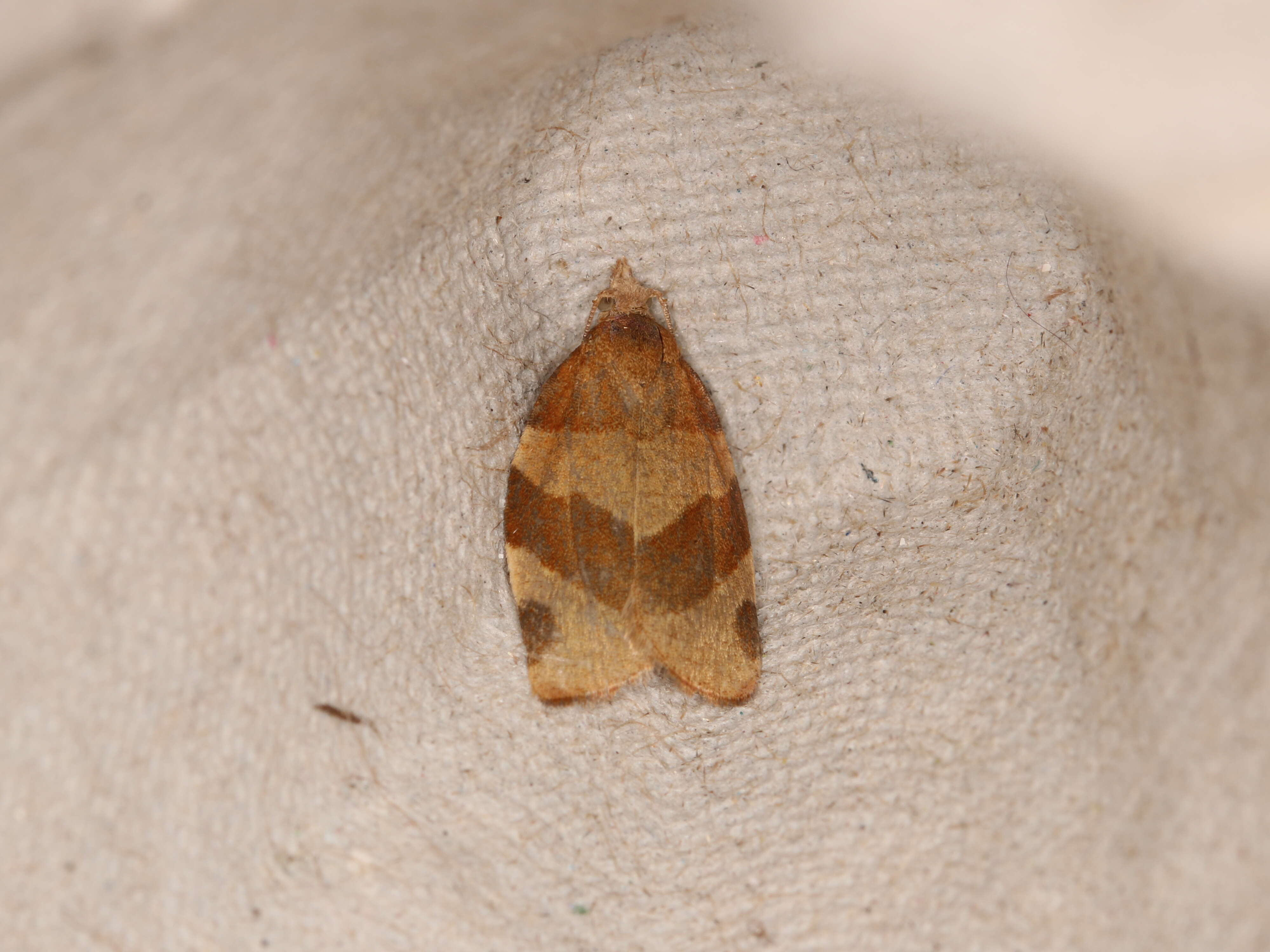 Image of barred fruit-tree tortrix