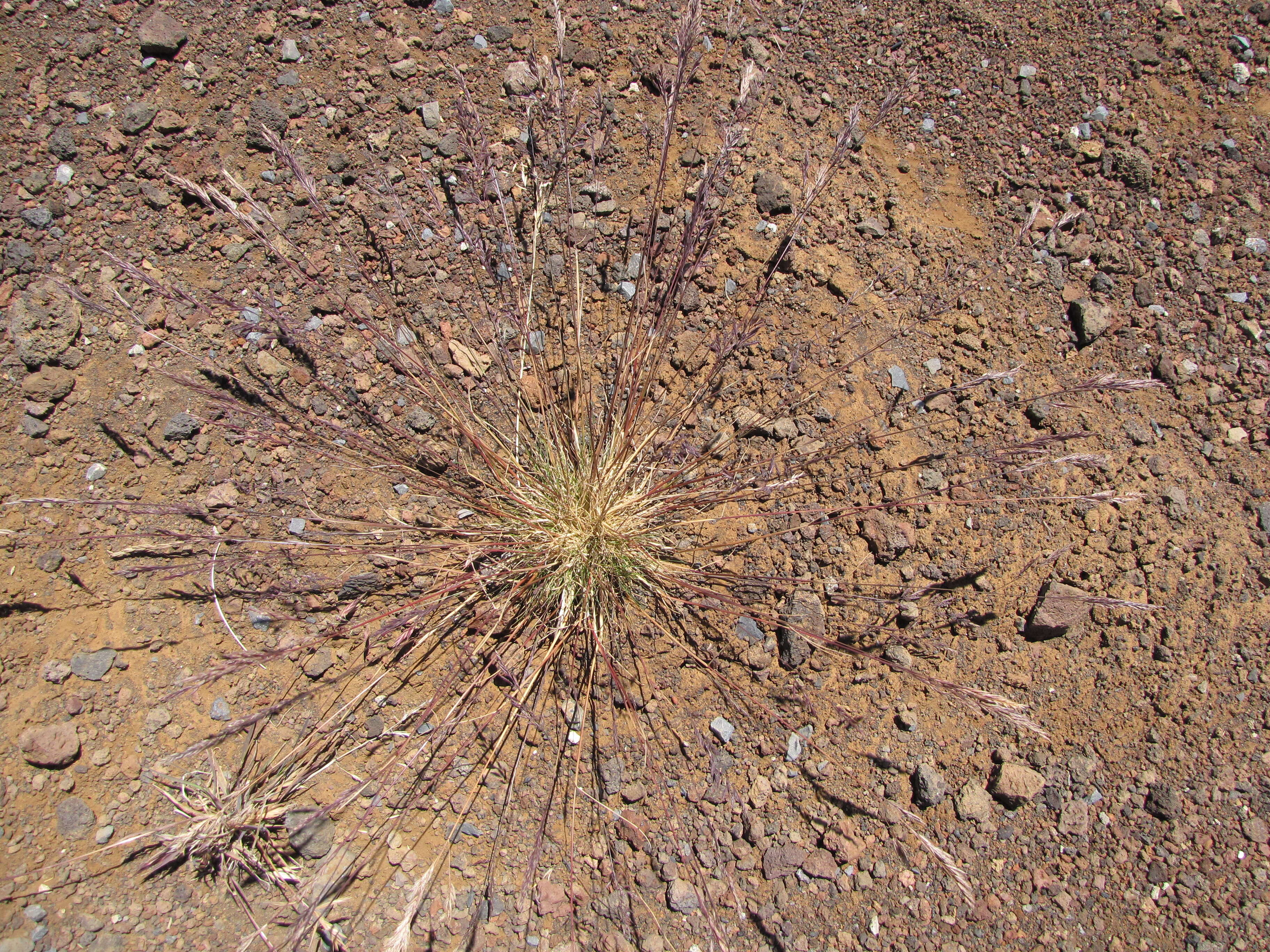 Image of red fescue