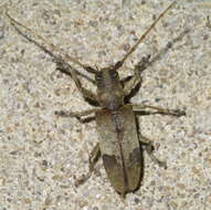 Image of Living-hickory Borer