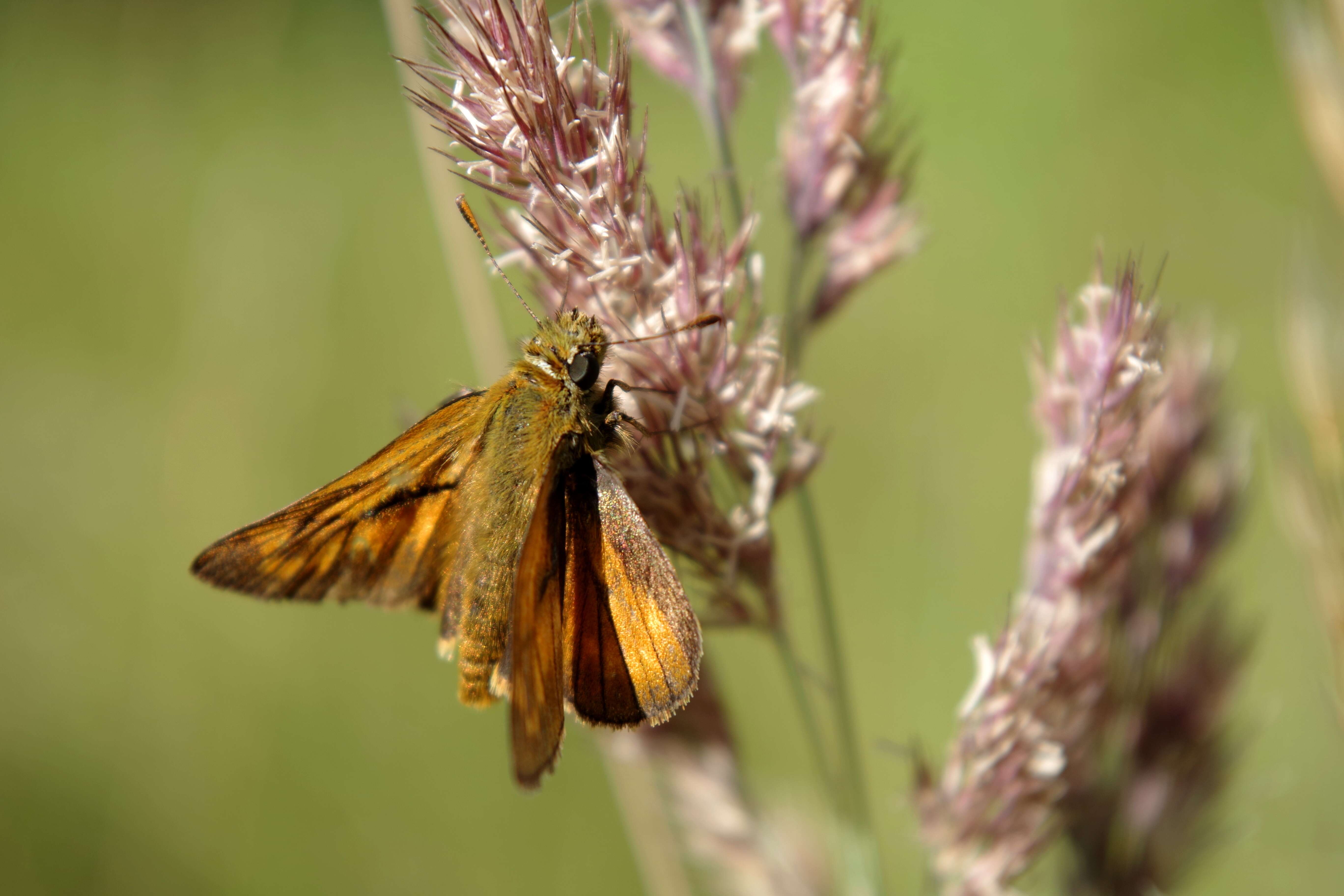 Image of Ochlodes sylvanus