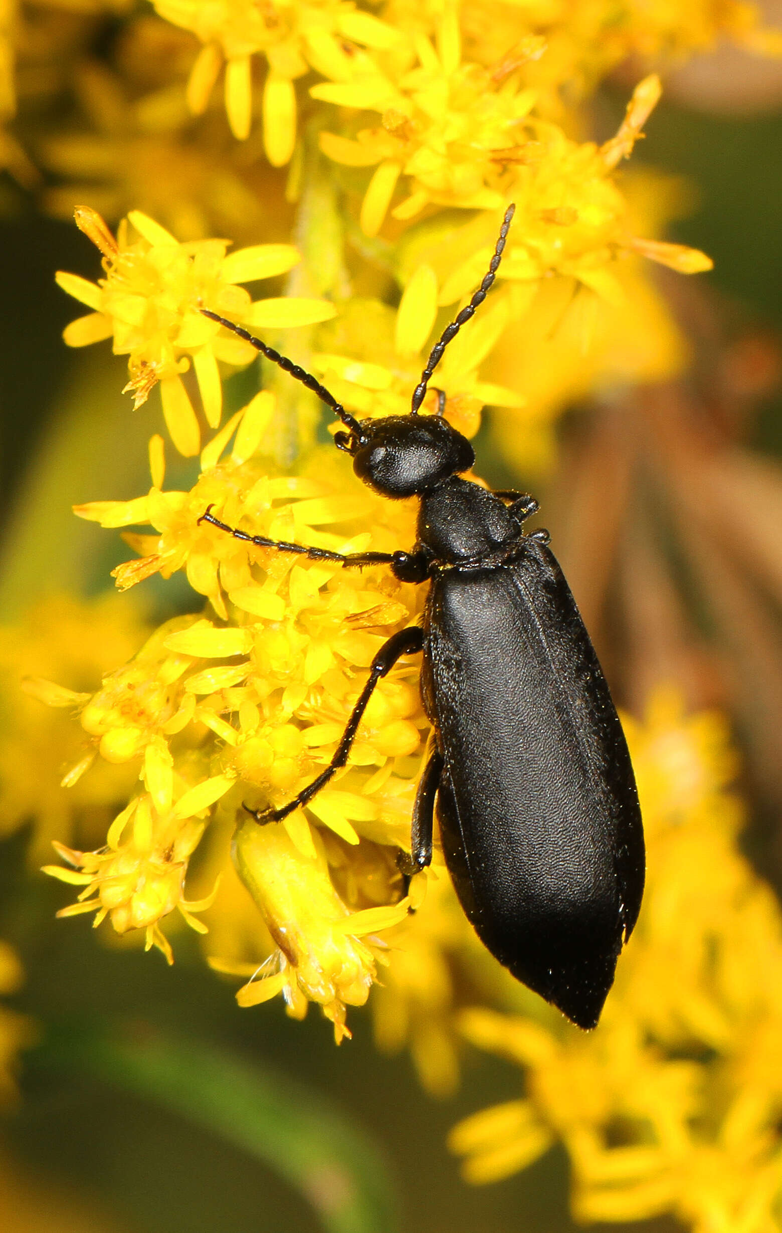 Image of Epicauta (Epicauta) pensylvanica (De Geer 1775)