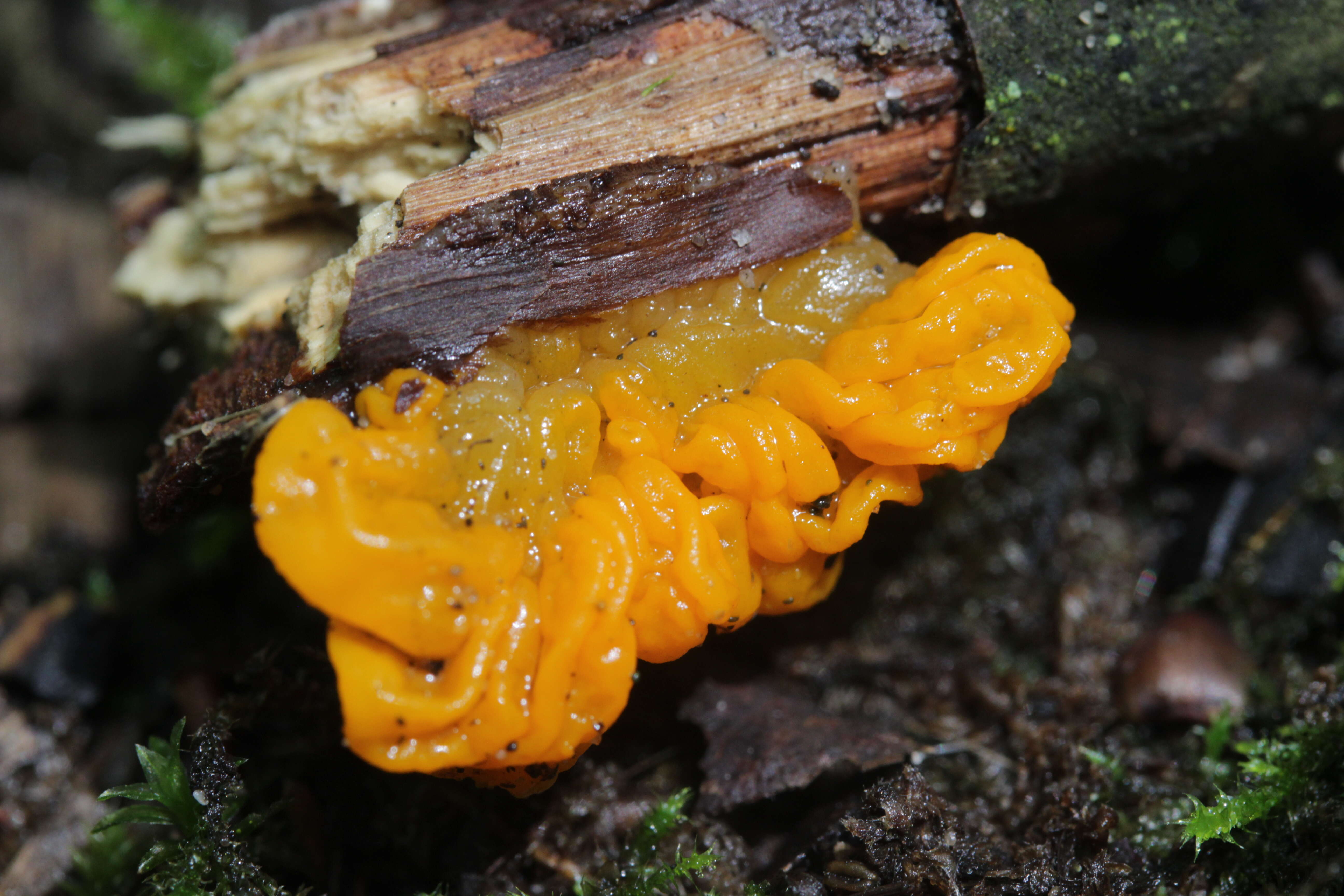 Image of Witches butter