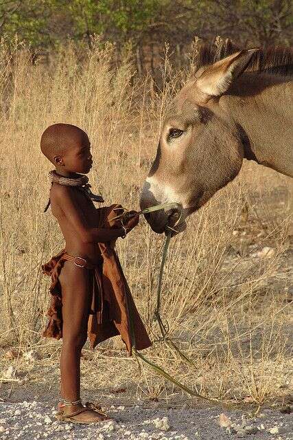 Image of Ass -- Feral donkey