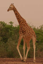 Image of West African Giraffe