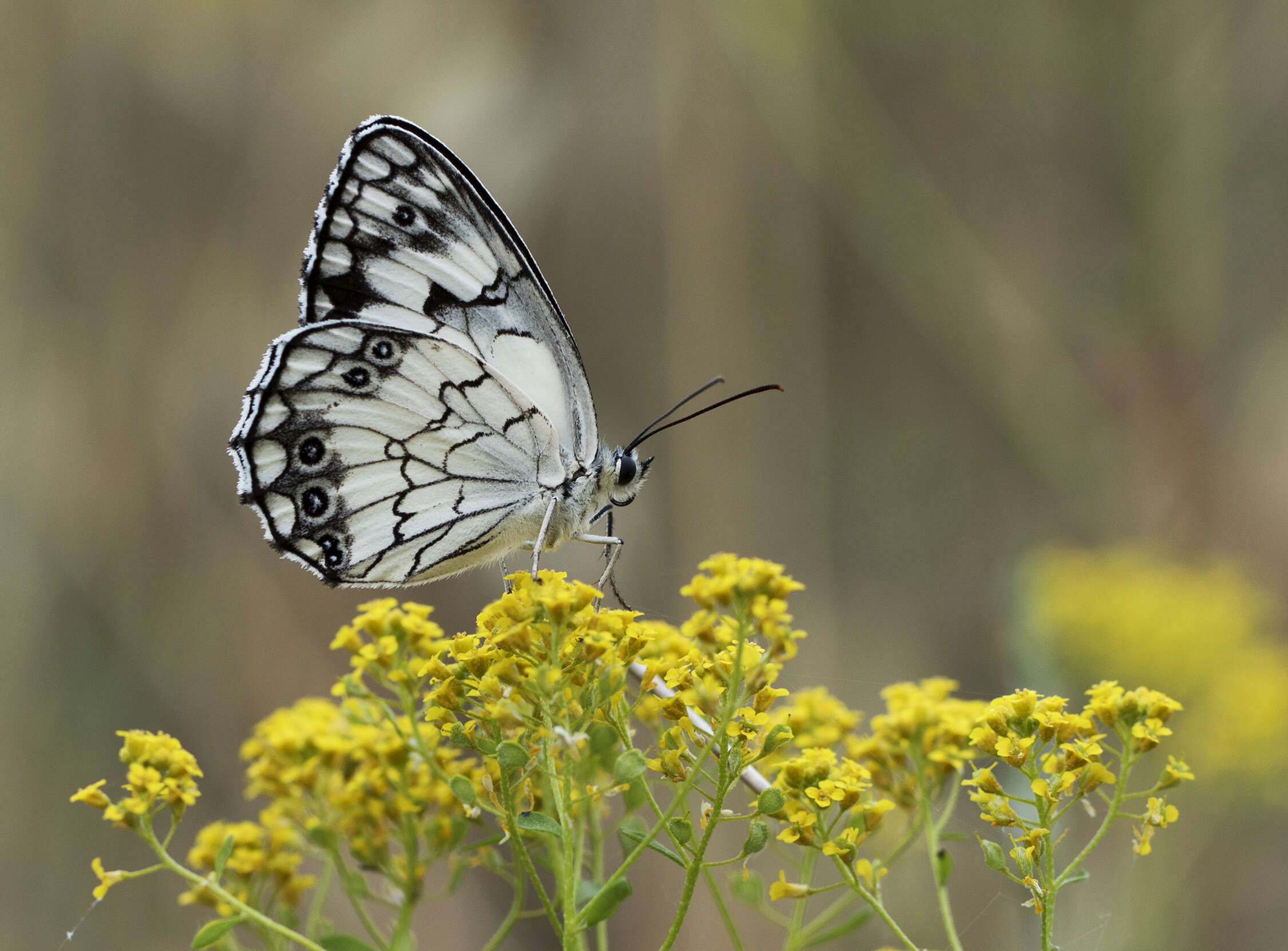 Imagem de Melanargia titea Klug 1832