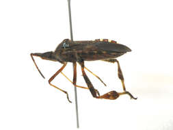 Image of Pine Seed Bug