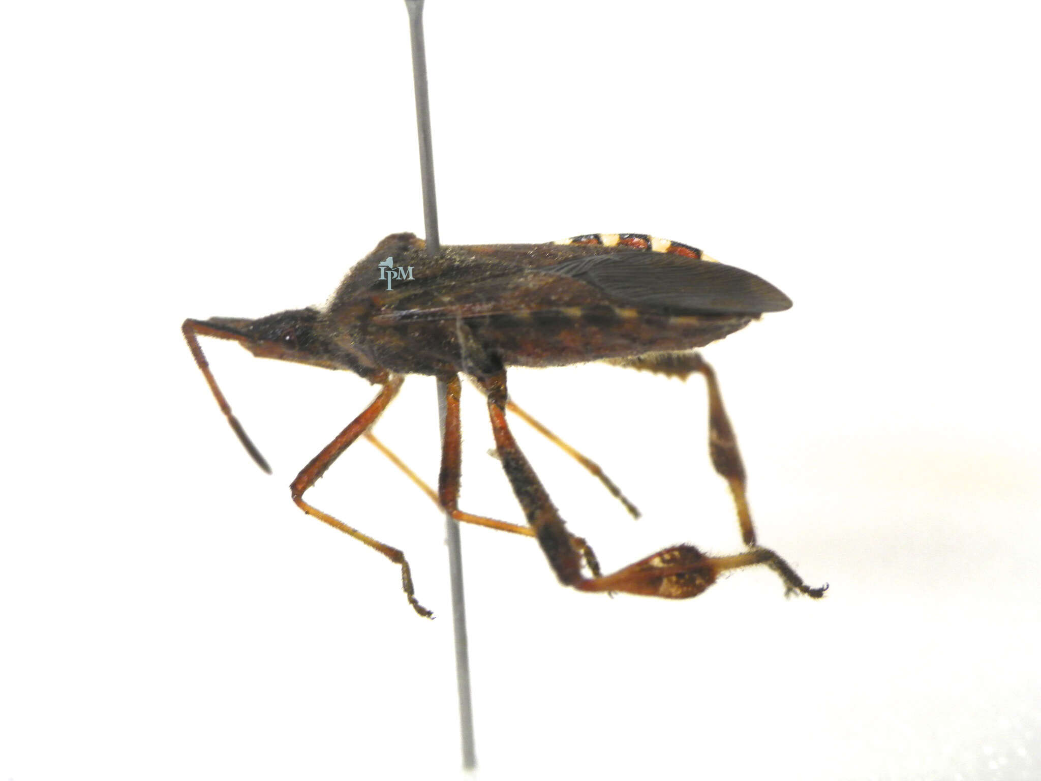 Image of Pine Seed Bug