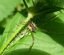 Image of Lacinius ephippiatus