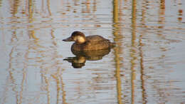 Image of American Scoter