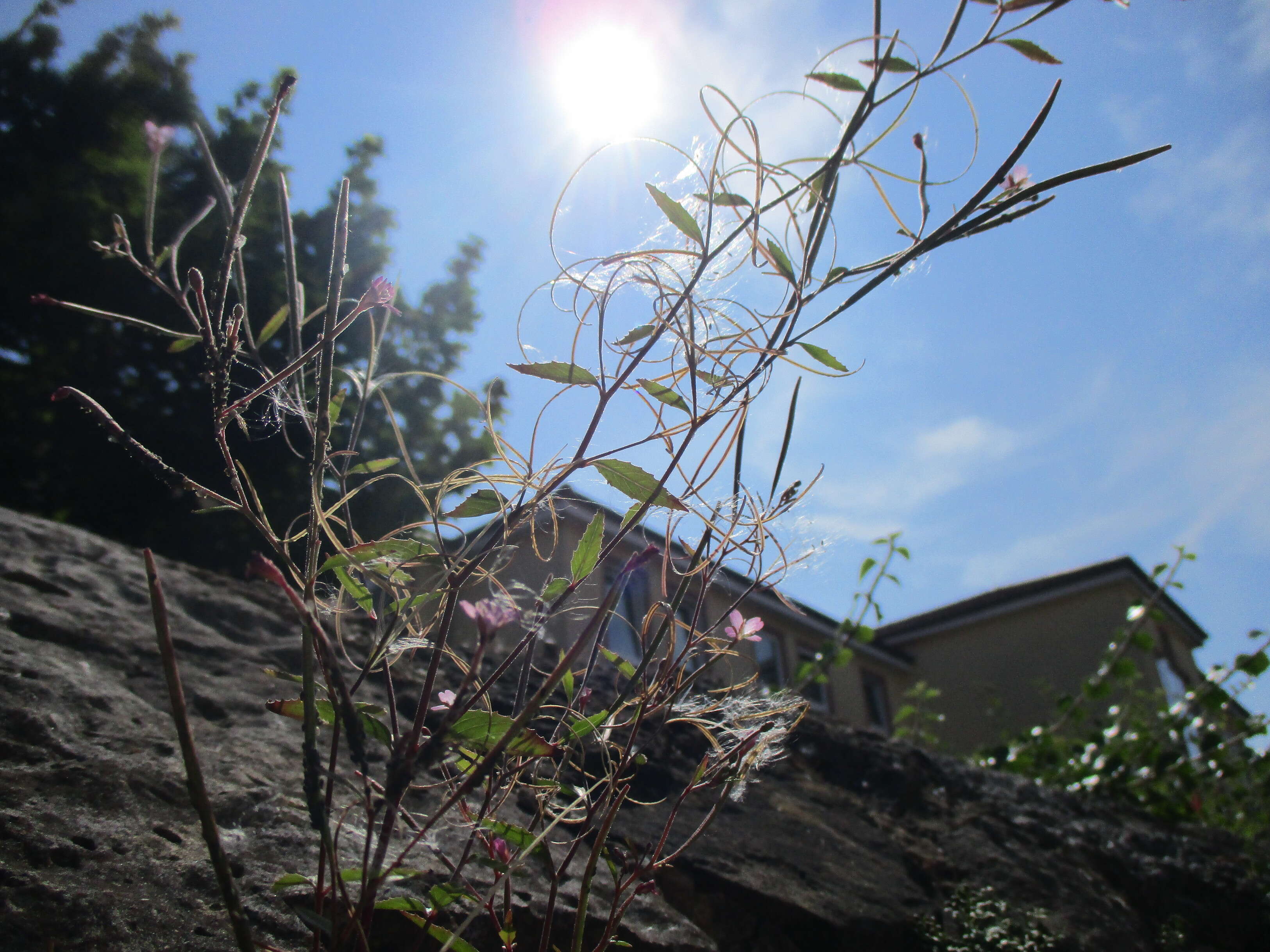 Image of american willowherb