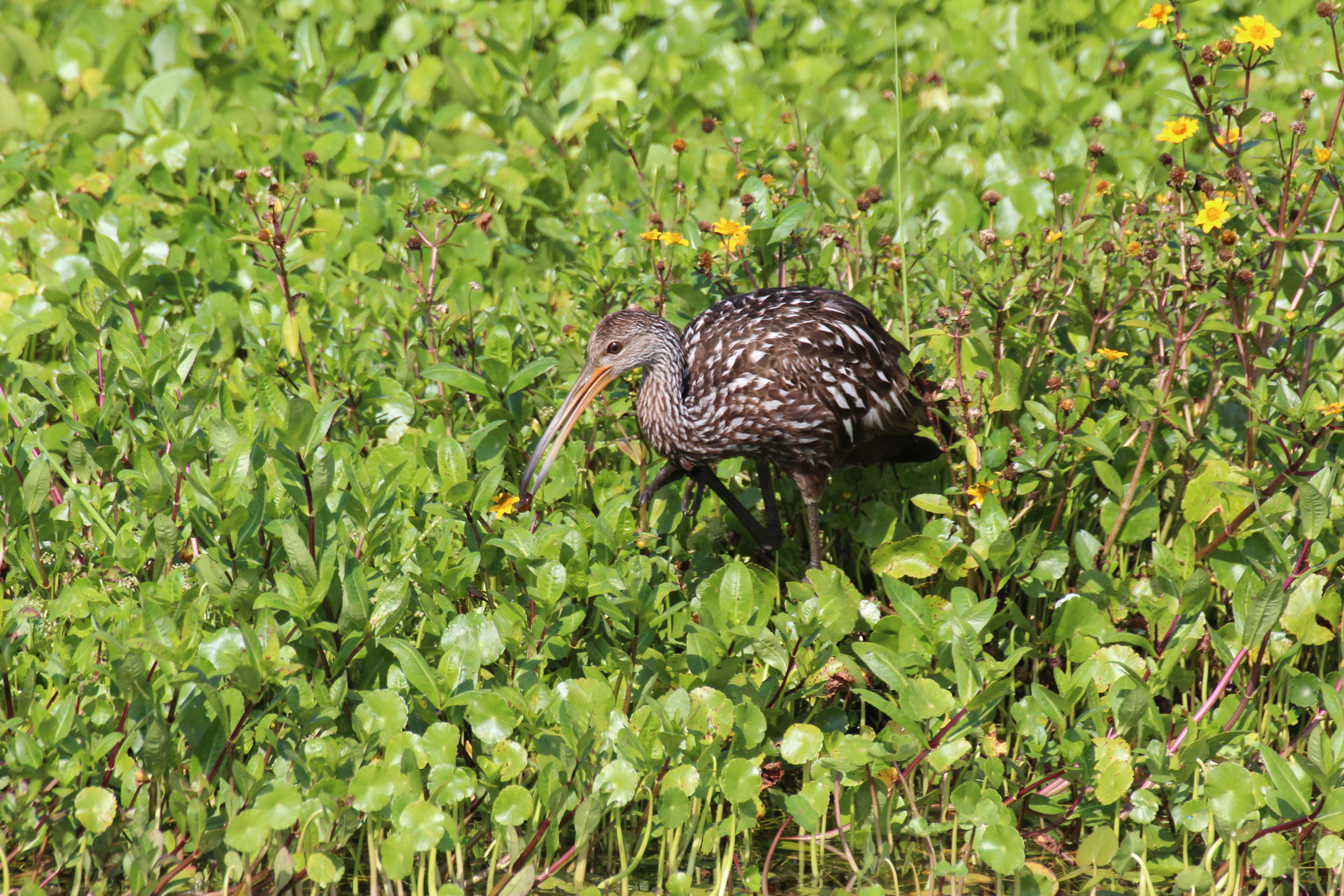 Image of limpkins