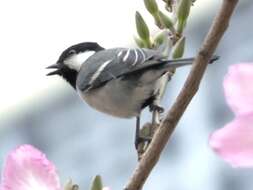 Image of Japanese Tit