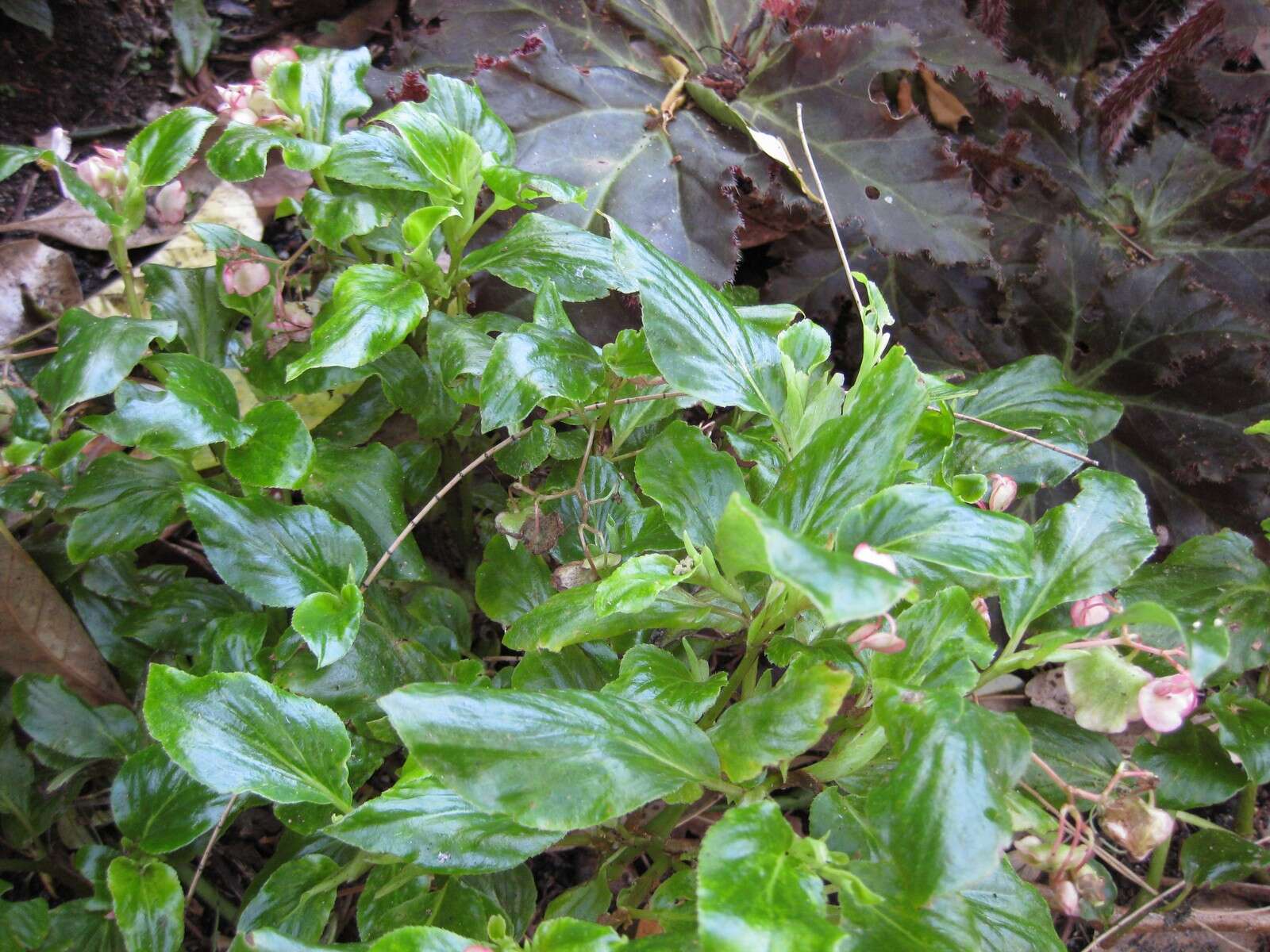 Image of clubed begonia