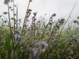 Image of Early Forget-me-not