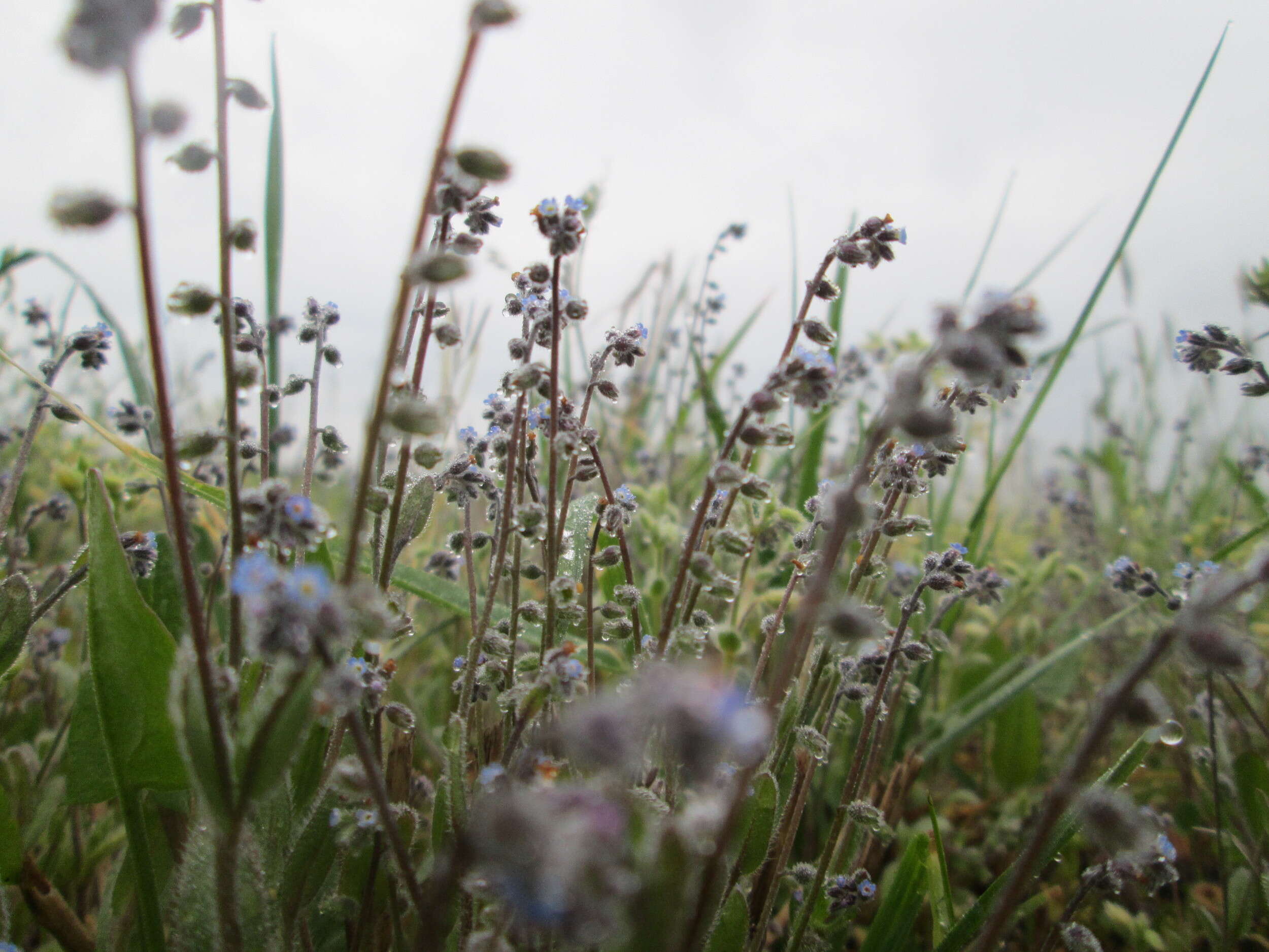 Image of Early Forget-me-not