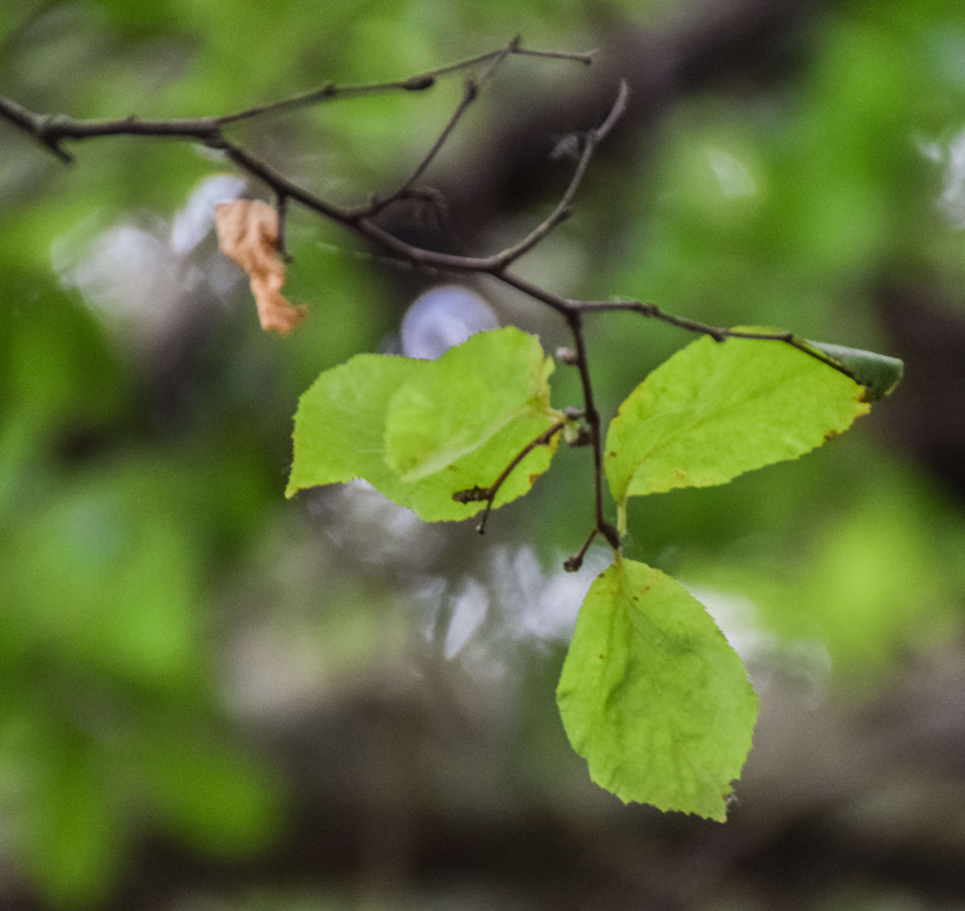 Betula schmidtii Regel resmi