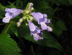 Nepeta subsessilis Maxim. resmi