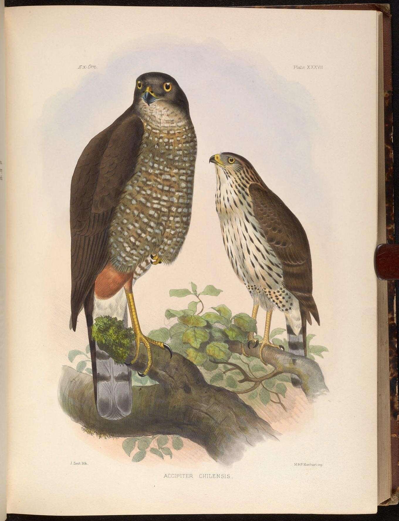 Imagem de Accipiter chilensis Philippi & Landbeck 1864