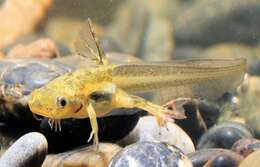 Image of African clawed frog