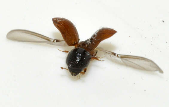 Image of Bark beetle