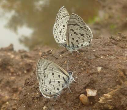 Image of Thorn-tree blue