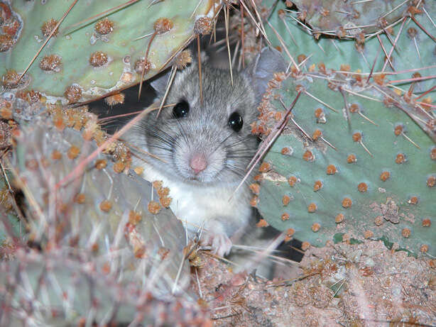 Image of Great Basin pocket mouse