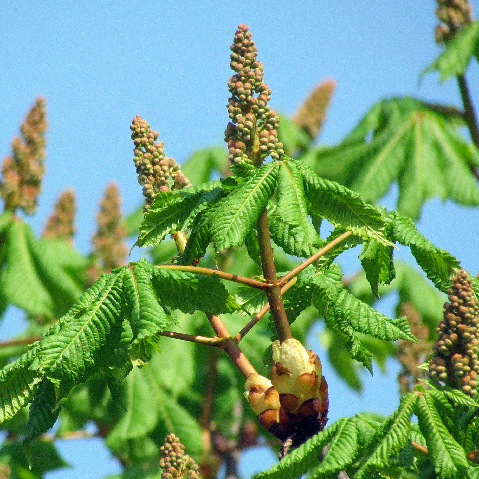 Image of red horse-chestnut