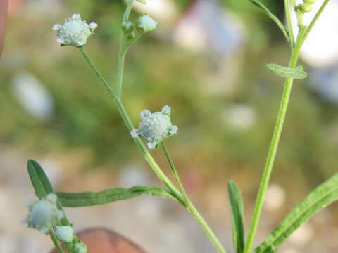 Image of Santa Maria feverfew